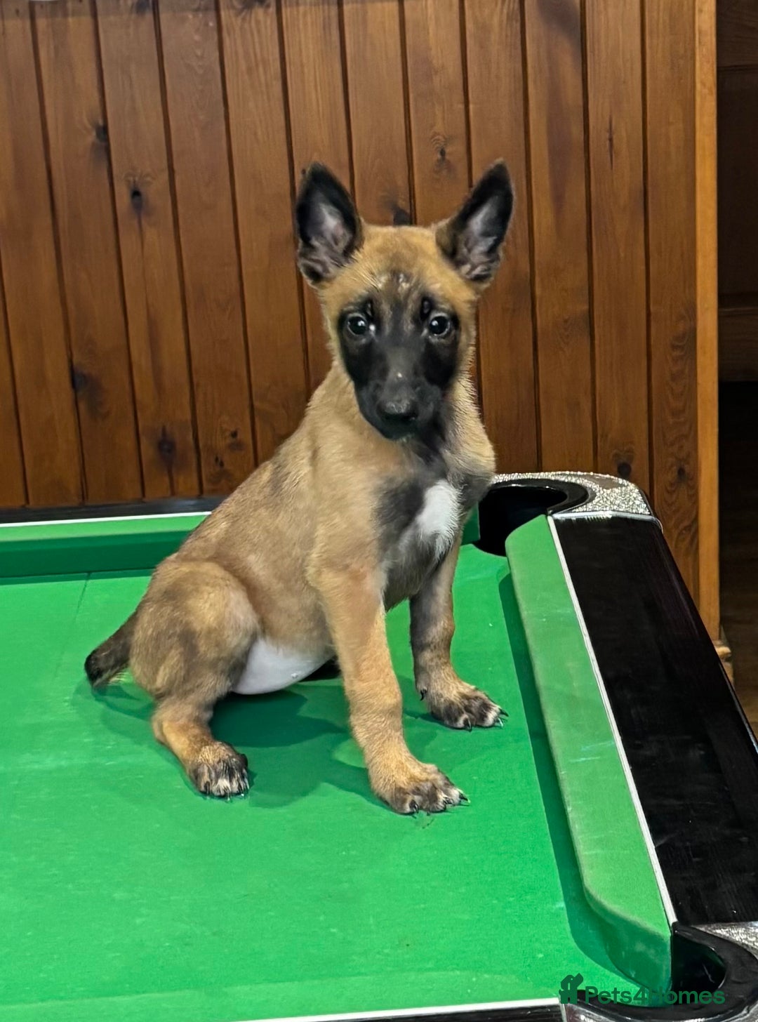 Belgian Shepherd Dog dogs for sale: Belgian Malinois puppy LILO - Image 1