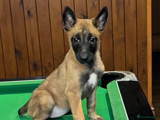 Belgian Shepherd Dog dogs - Advert 18