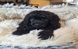 Miniature Poodle dogs for sale: KC REGISTERED MINIATURE POODLES - Image 8