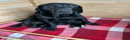 Labrador Retriever dogs for sale: Stunning K.C. Labradors Black & Chocolate  - Advert 1