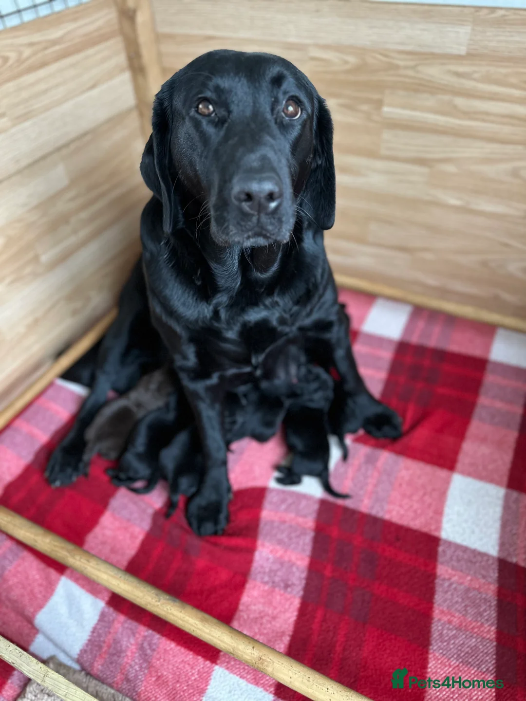 Labrador Retriever dogs for sale: Stunning K.C. Labradors Black & Chocolate  - Advert 1