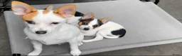 Mixed Breed dogs for sale: 3 Small Mixed breed puppies  in Manchester - Advert 33