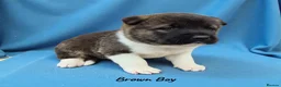 Akita dogs for sale: 🐻 Stunning American Akita Puppies 🐶  - Advert 1