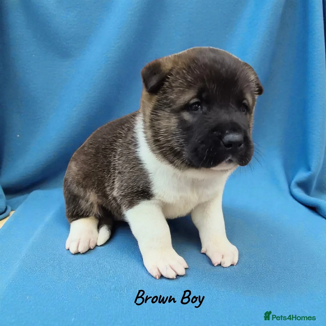 Akita dogs for sale: 🐻 Stunning American Akita Puppies 🐶  - Advert 1