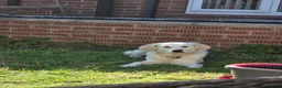 Golden Retriever dogs for sale: Female Golden Retriever  - Advert 3