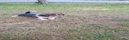 Beagle dogs for sale: 5 Stunning Beagle  puppies  in Brecon - Advert 4