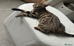 Bengal cats for sale: Bengal cat - Image 1