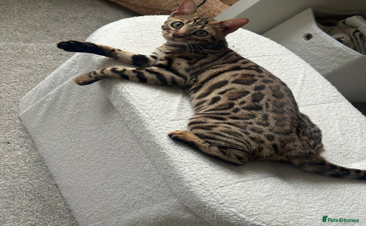 Bengal cats - Advert 6