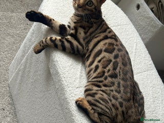 Bengal cats - Advert 36