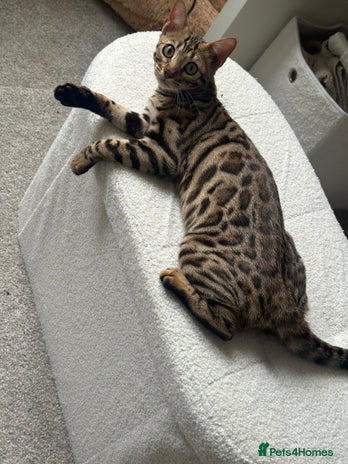 Bengal cats - Advert 13