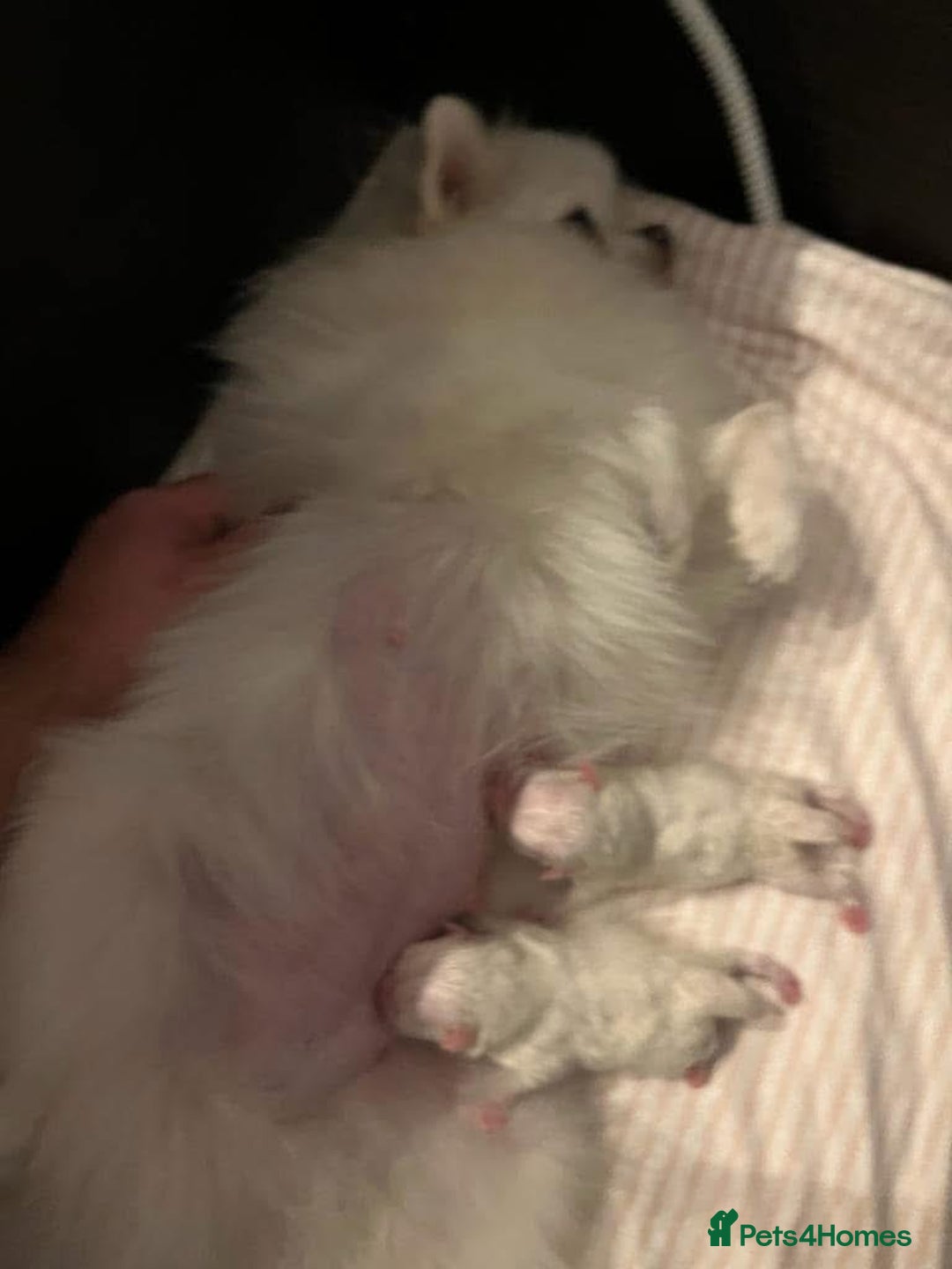 Pomeranian dogs for sale: Beautiful Pomeranian Puppies - Image 12