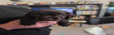 Cocker Spaniel 2