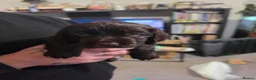 Cocker Spaniel dogs for sale: Cocker, spaniel, puppies - Advert 4