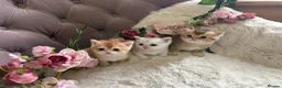 British Shorthair cats for sale: Beautiful British Shorthair Kittens  - Advert 4