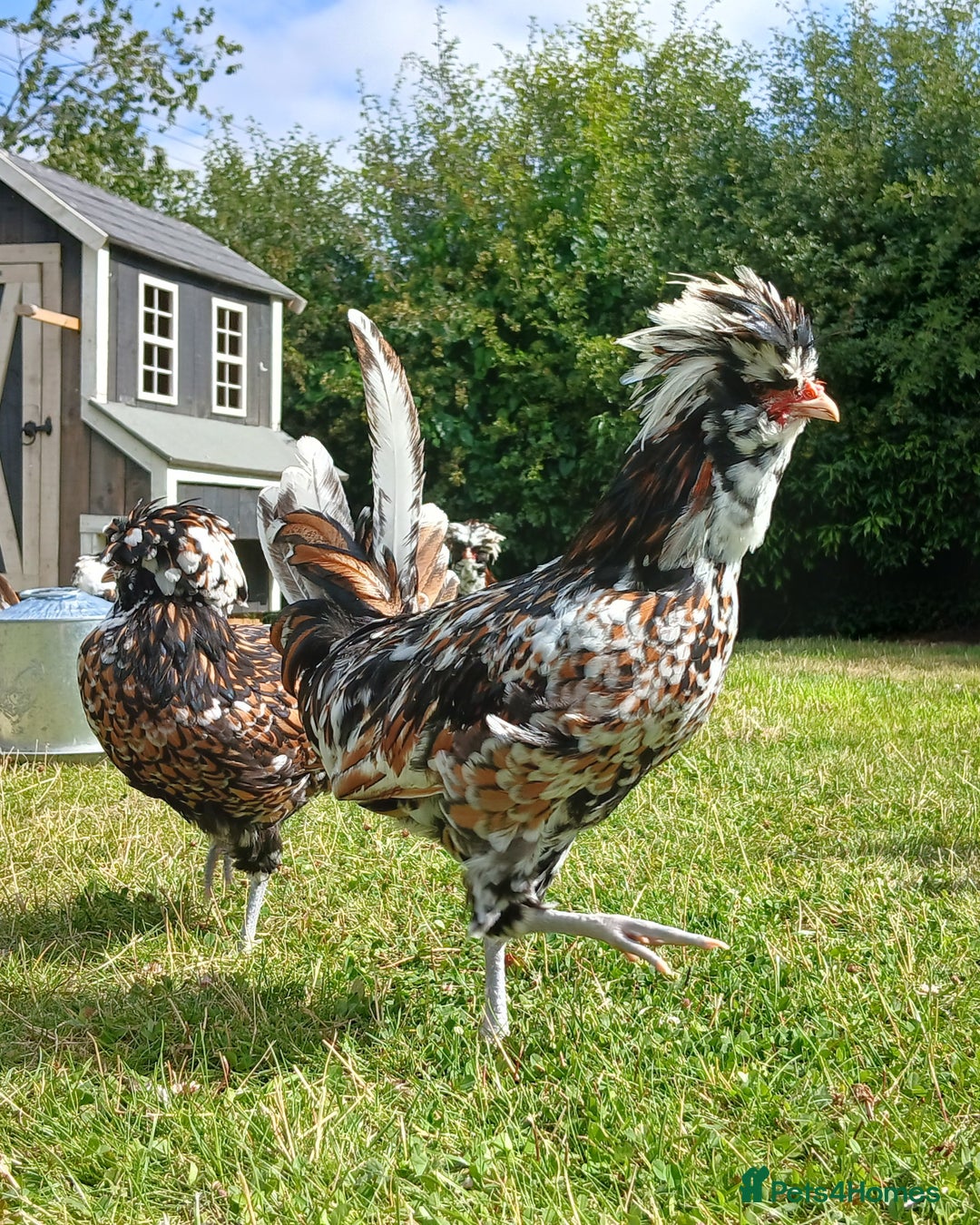 Chickens poultry for sale: Purebred Polish Tolbunt pairs - Image 6
