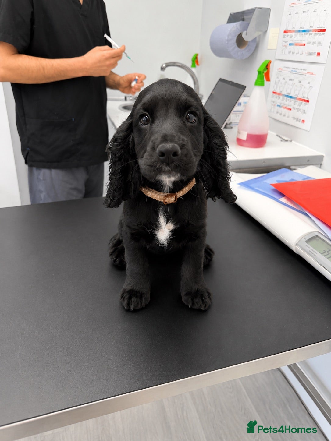Cocker Spaniel dogs Beautiful cocker girl looking for her forever sofa - Advert 7
