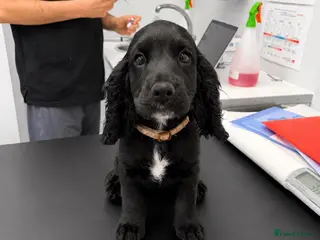 Cocker Spaniel dogs Beautiful cocker girl looking for her forever sofa - Advert 3