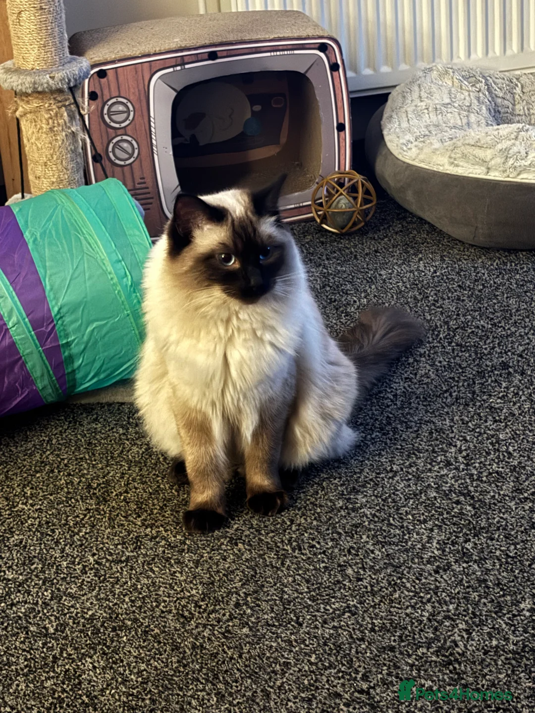 Ragdoll cats for sale: Cooper - Advert 2