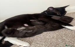 Domestic Shorthair cats for sale: 3 black kittens. 2 girls and 1 boy in Olney - Image 1
