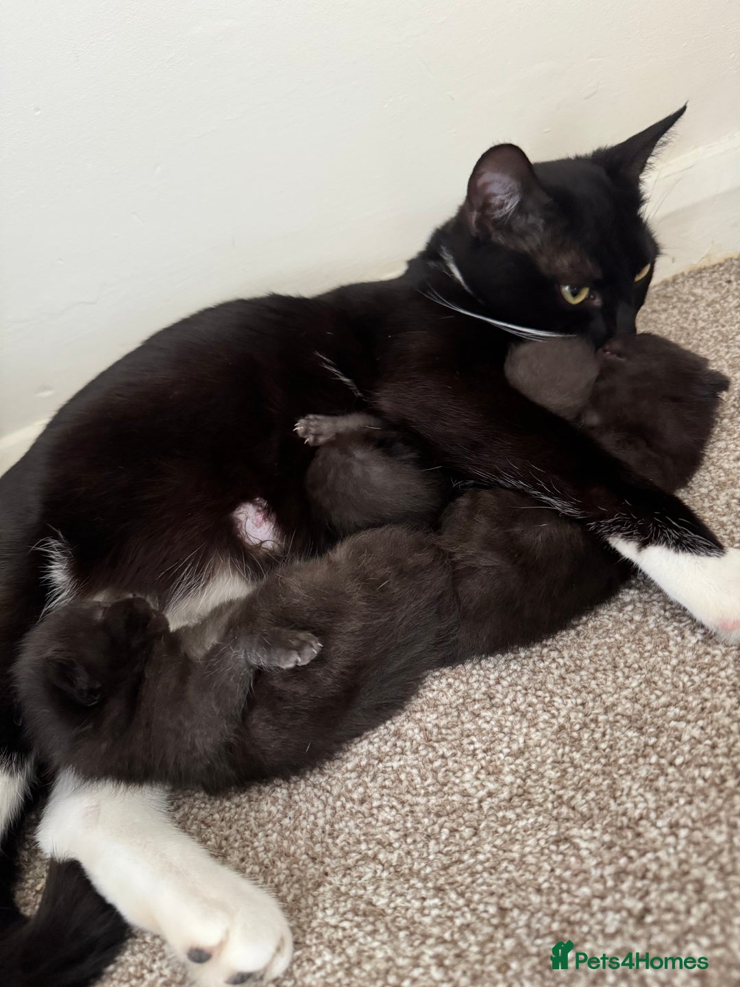 Domestic Shorthair cats for sale: 3 black kittens. 2 girls and 1 boy in Olney - Image 1