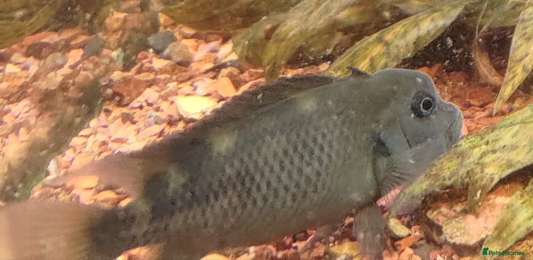 Corys fish for sale: 1x Male Black Lionhead Cichlid Live Rare Cichlid - Advert 3