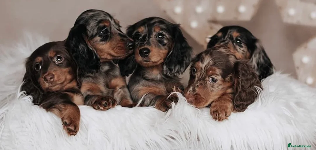 Miniature Dachshund dogs for sale: ✨MINI DACHSHUND LONG HAIR ✨👑 KC 👑 - Advert 2