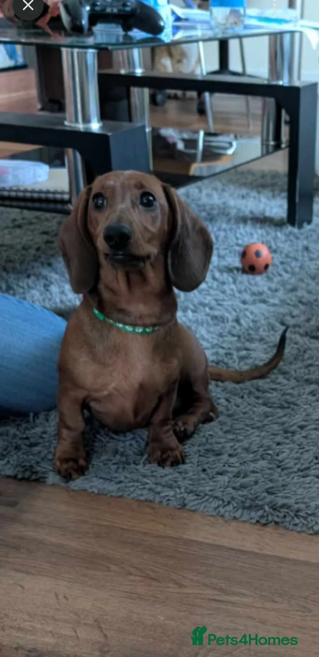 Miniature Dachshund dogs for sale: Miniature dachshund  - Advert 2