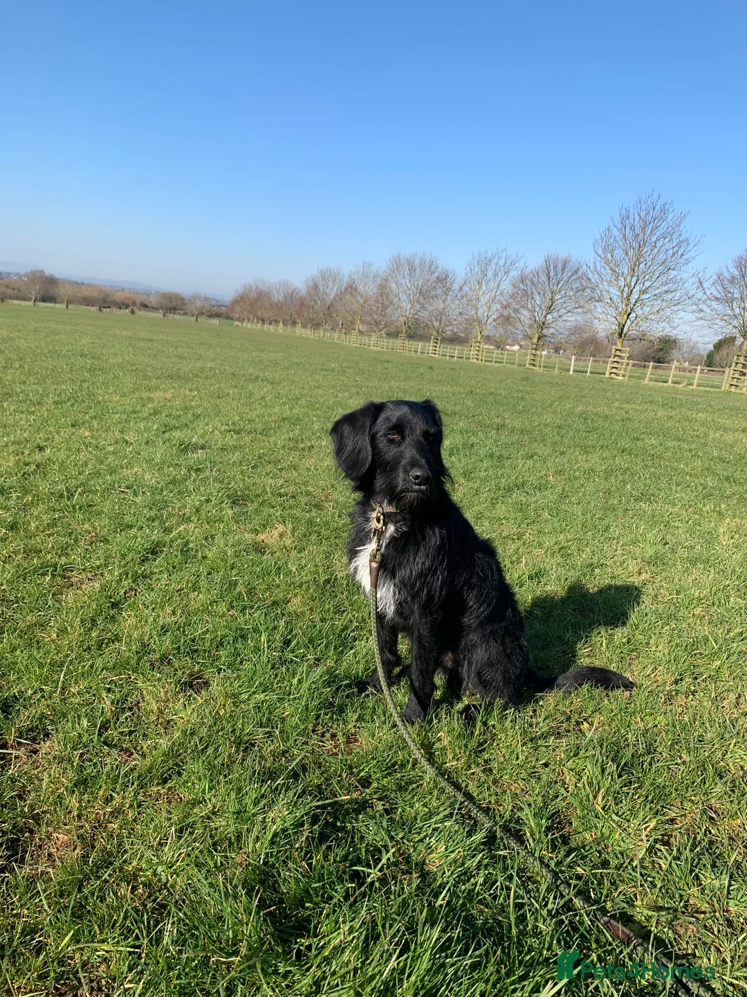 Labradoodle dogs for stud: F1b Miniature Labradoodle (Fully Health Tested) - Advert 16