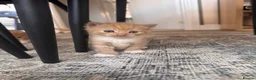 Mixed Breed cats for sale: ginger kittens  in Hailsham - Advert 16