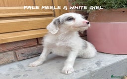 Mixed Breed dogs for sale: 🤎 BABY POOGLES (beagleXminiature poodle)🤎 in Rhayader - Image 24