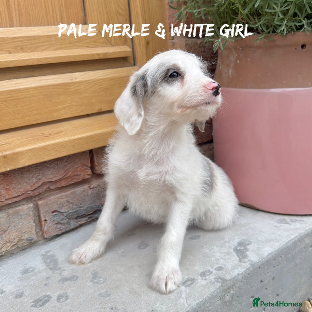 Mixed Breed dogs for sale: 🤎 BABY POOGLES (beagleXminiature poodle)🤎 in Rhayader - Image 24