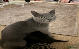 British Shorthair cats for sale: 3 beautiful black kittens for sale  - Advert 7