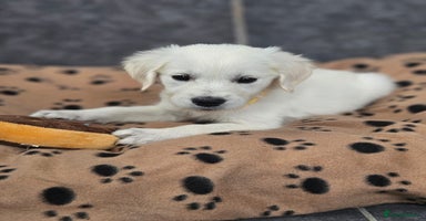 Golden Retriever dogs - Advert 6