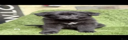 German Shepherd dogs for sale: German Shepard puppies  - Advert 24