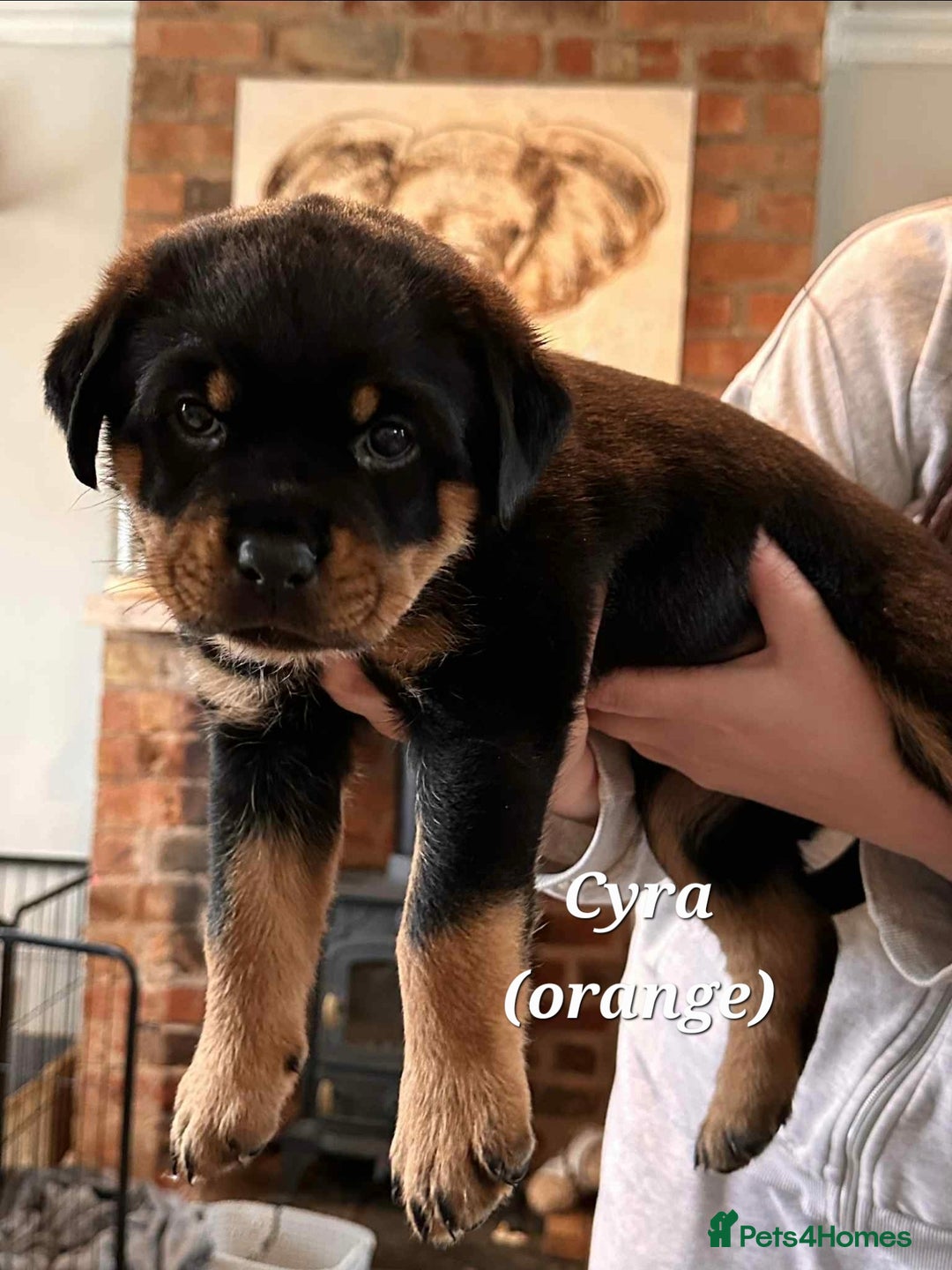 Rottweiler dogs for sale: Rottweiler puppies - Image 7