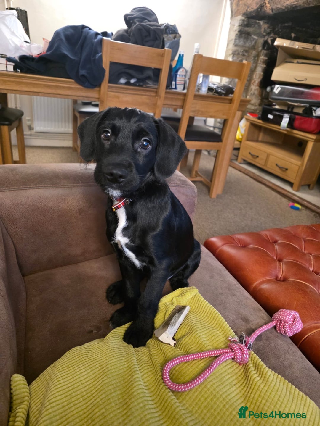 Mixed Breed dogs for sale: 1 Springer Schnoodle puppy left!! Available now - Advert 2