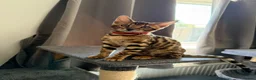 Bengal cats for sale: Stunning Bengal 3 Boys left - Advert 21