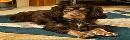 Cocker Spaniel dogs for sale: Show Cocker Spaniel Puppies for sale - Advert 2