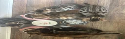 Bengal cats for sale: Kittens ready now  in Cramlington - Advert 14