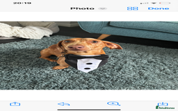 Miniature Dachshund dogs for sale: Stunning mini sausages  - Image 18