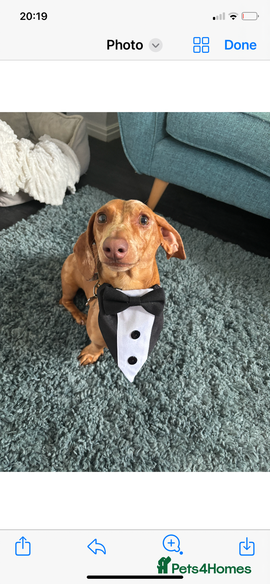 Miniature Dachshund dogs for sale: Stunning mini sausages  - Image 18