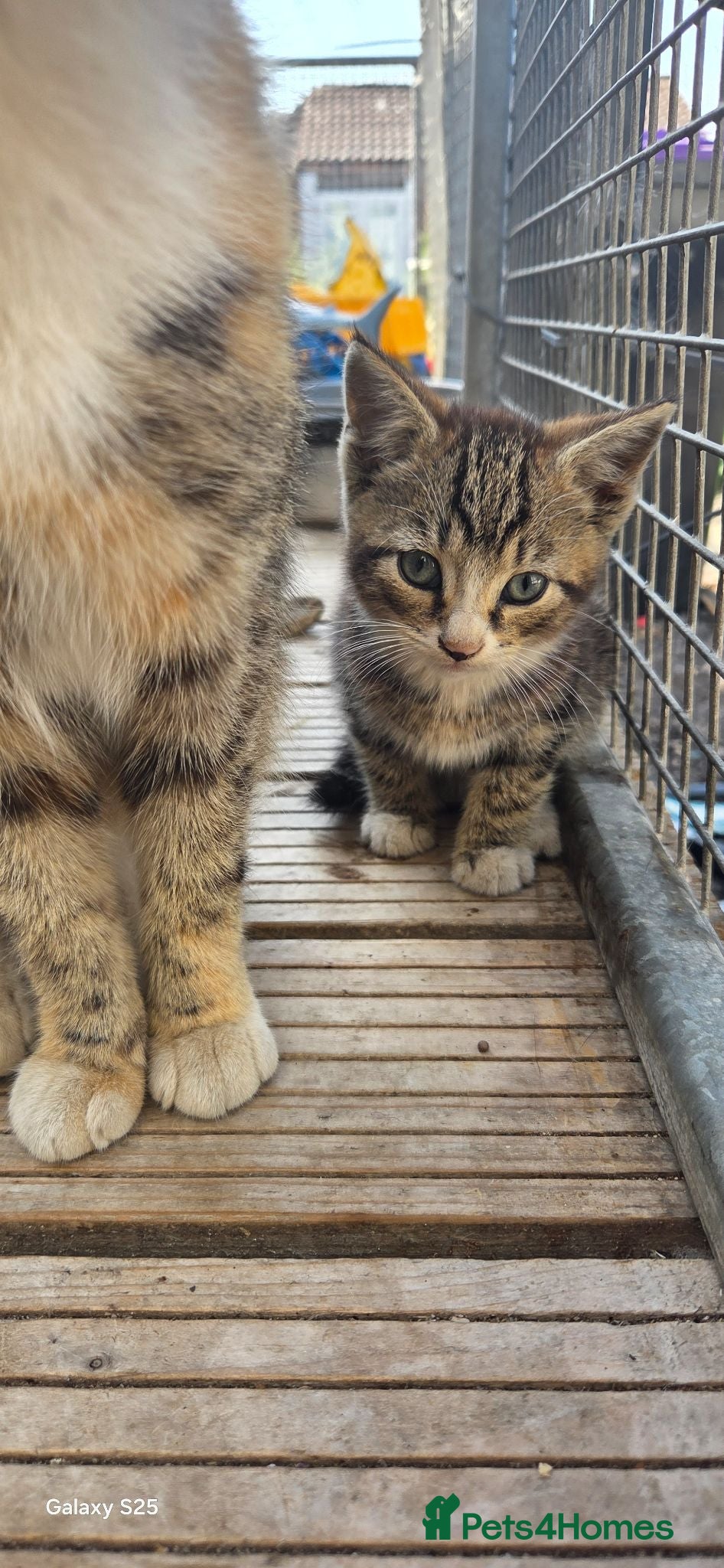 Mixed Breed cats 5 kittens looking for forever homes  - Advert 16