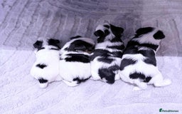 Biewer Terrier dogs for sale: Yorkshire terrier  - Advert 15