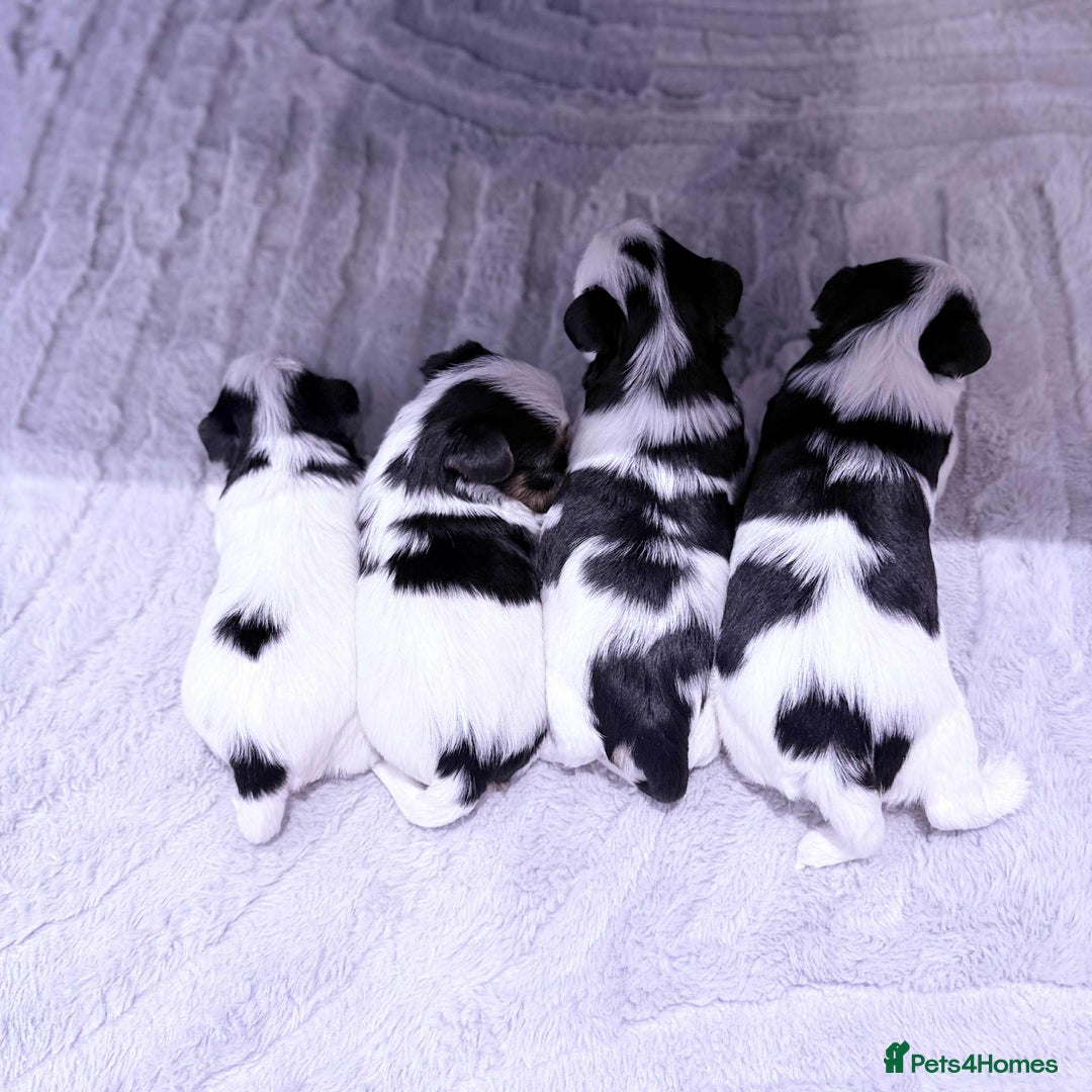 Biewer Terrier dogs for sale: Yorkshire terrier  - Advert 15