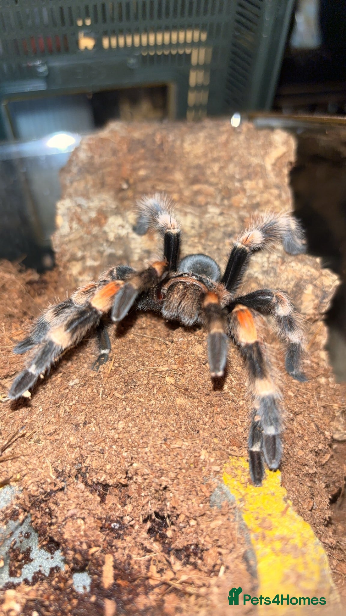 Tarantulas invertebrates for sale: TARANTULAS FOR SALE - Advert 1