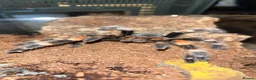 Tarantulas invertebrates for sale: TARANTULAS FOR SALE - Advert 1