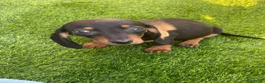 Miniature Dachshund Puppy 2