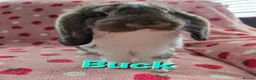 German Lop rabbits for sale: Pure German Lop 2 Bucks ☆silly tame - Advert 12