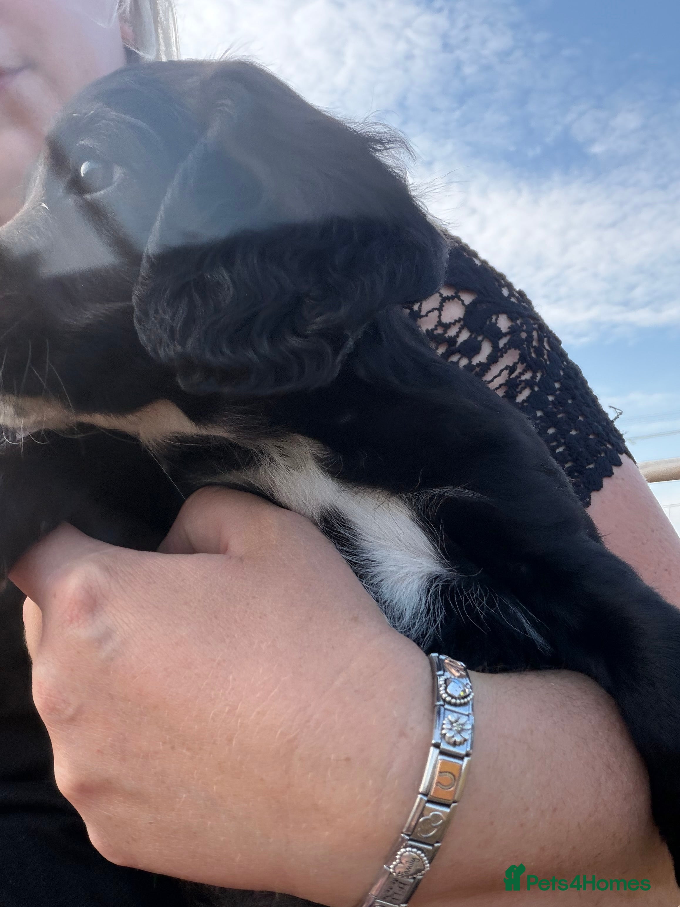 Sprocker dogs Beautiful sprockers for sale - Advert 2