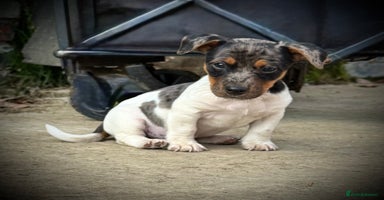 Jack Russell dogs - Advert 3